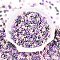 Opaque Acrylic Beads, Peanut, Lilac, 6.5x4x3mm, Hole: 1.5mm, about 199pcs/10g