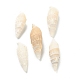 Perles de coquillage en spirale naturelle BSHE-H015-06-1