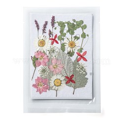 Pressed Dried Flowers, for Cellphone, Photo Frame, Scrapbooking DIY and Resin Art Floral Decors, 145x125x0.3mm