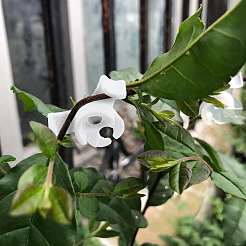 Зажимы для поддержки растений AJEW-GA0002-65