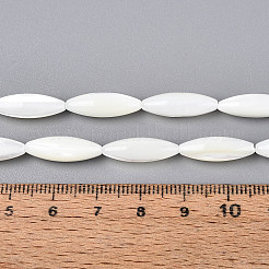 Нити бусин из натуральных трохоидных/трохус ракушек BSHE-T014-34