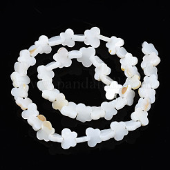 Shell perle d'acqua dolce fili&nbsp;SHEL-T009-A18