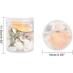 Бусины из морских раковин SSHEL-PH0002-19