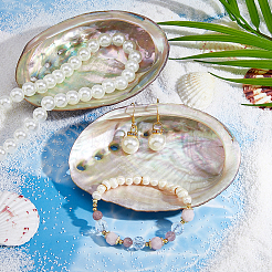 Natürliche Abalone-Muschel-Ausstellungsdekorationen&nbsp;DJEW-WH0015-193