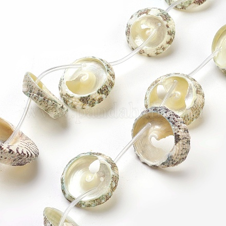 Chapelets de perles de coquille en spirale BSHE-L037-10-1