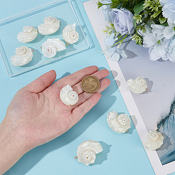 10 шт. подвески из натуральной морской ракушки SSHEL-ME0001-05