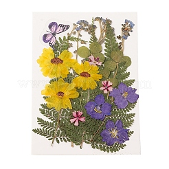 Прессованные сушеные цветы DIY-YWC0001-97