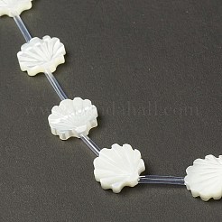 Perle trochid naturali / conchiglie trochus&nbsp;BSHE-B005-05
