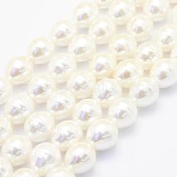 Chapelets de perles de coquille, ovale, blanc crème, 15x13mm, Trou: 1mm, Environ 24 pcs/chapelet, 15.5 pouce (39.5 cm)