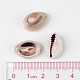 Natural Cowrie Shell Beads BSHE-S053-3