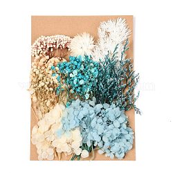 Fleur séchée, pour la douche nuptiale, mariage, fleur fraîche conservée, turquoise, 210x148x14~24.5mm
