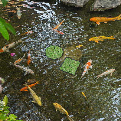 2 набор 2 стилей eva фитопланктон украшения FIND-FH0009-80-1