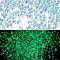 Luminous Glass Seed Beads, Glow in the Dark, Peanut, Turquoise, 2.5x4x2mm, Hole: 0.8mm, about 11250pcs/pound