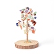 Chips de piedras preciosas naturales con árbol de dinero de alambre envuelto en latón en decoraciones de exhibición de base de madera DJEW-B007-05A-1