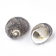 Perles de coquillages en spirale SSHEL-R036-33-2