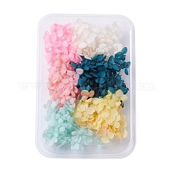 Fiori secchi, accessori per la produzione di sapone per candele fai da te, con scatola rettangolare in plastica, colore misto, 5.3~7x5.2~7cm