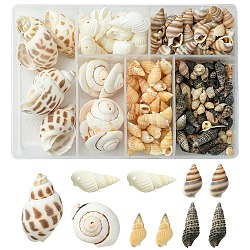 Spirale Shell naturale perline, forme misto, colore misto, 159 pz ~ 174 pz