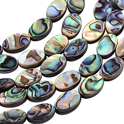 Perle di conchiglia abalone naturale / conchiglia paua, ovale, 10.36x6.3x3.28mm, Foro: 0.5 mm