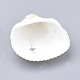 Natural Ark Shell Beads SSHEL-S258-15-6