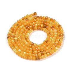 Naturali giallo perline shell fili&nbsp;BSHE-G036-09A