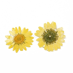 Cabochons fleurs en résine opaque, chrysanthème, jaune, 28.5~29.5x1.4mm
