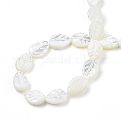 Нити бусин из натуральных трохоидных/трохус ракушек SSHEL-N034-135A-01