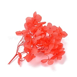 Сушеные цветы DIY-D052-17