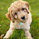 48 Uds. 2 estilos 4 colores transparente en blanco acrílico mascota etiqueta de identificación de perro PALLOY-AB00044-6