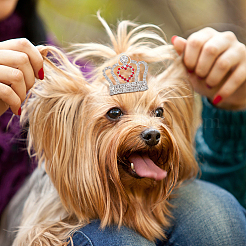 10 шт. 10 стильных мини-заколки для волос из сплава PHAR-CP0001-17