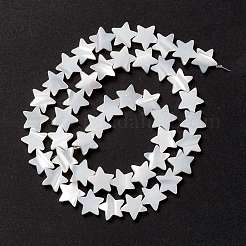 Бусины из натуральных трохоидных/трохус ракушек&nbsp;SSHEL-O001-25C-02