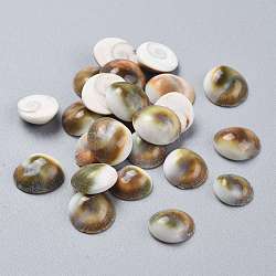 Natural Sea Shell Cabochons, Half Round/Dome, Colorful, 10.5~13.5x10.5~12.5x4.5~5.5mm