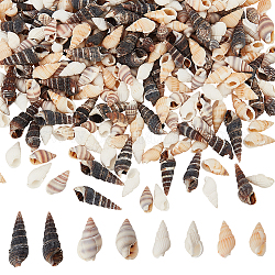 PandaHall Elite 480Pcs 4 Style Natural Conch Decorations, for Vase Filler, Beach Theme Party, DIY Craft, Home Decor, Mixed Color, 13~28.5x5~10mm, 120pcs/style