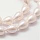 Rainbow Plated Shell Pearl Beads Strands BSHE-L027-01-10x13-3
