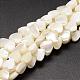 Chapelets de perles de coquille de trochid / trochus coquille SSHEL-K012-04-1