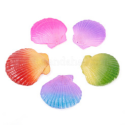 5 шт. подвески из натуральной ракушки морского гребешка&nbsp;SSHEL-TA0001-24