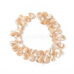 Бусины из натуральных трохоидных/трохус ракушек SSHEL-T012-17