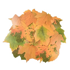 50 шт. бумажные наклейки с изображением кленового листа STIC-P017-C02