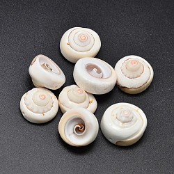 Perles de coquille d'oeil de shiva naturelles, papayawhip, 17~20x6~13mm, Trou: 1mm, environ 127 pcs/500 g