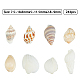 Natural Conch Shell Beads SSHEL-FH0001-05-2