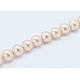 Shell Pearl Beads Strands SP8MM218-1