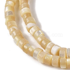 Нити бусин из натуральных трохоидных/трохус ракушек BSHE-H018-02