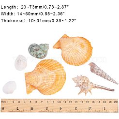 Бусины из морских раковин SSHEL-PH0002-19