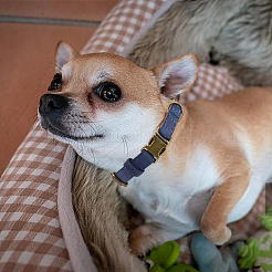 Ошейник для собак из искусственной кожи&nbsp;AJEW-WH20070-093A-04