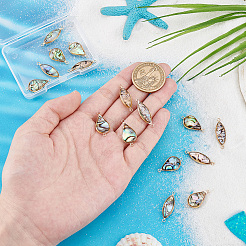 16 шт. 2 стиля подвески-соединители из ракушки пауа&nbsp;KK-PH0010-02