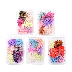 Flores secas, accesorios para hacer jabones de velas diy, con caja de plástico rectangular, color mezclado, 5.3~7x5.2~7 cm