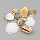 Natural Sea Shell Beads SSHEL-R043-07-3