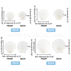 20 шт. 4 вида натуральных ракушек для гребешков SSHEL-PH0001-23