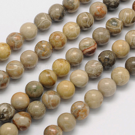 Natural Fossil Coral Round Bead Strands G-N0166-05-12mm-1