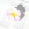 Flower Plastic Claw Hair Clips, Hair Accessories for Women & Girls, Misty Rose, 70x70x35mm