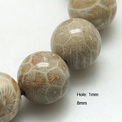Fossiles naturelle perles de corail brins&nbsp;X-G-G212-8mm-31